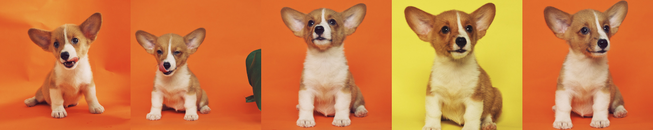 dog6