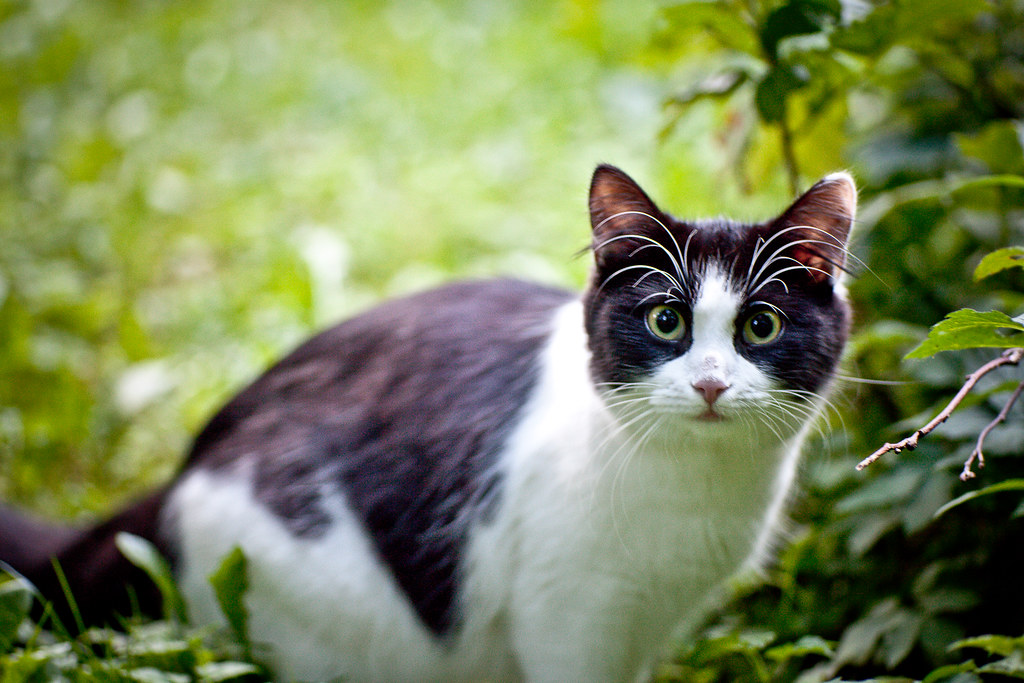 /zhangyiss/mlx-examples/raw/branch/awq-tq/clip/assets/cat.jpeg